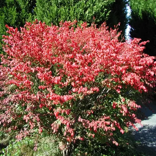 burning bush plant showcasing vibrant red autumn foliage in a garden setting