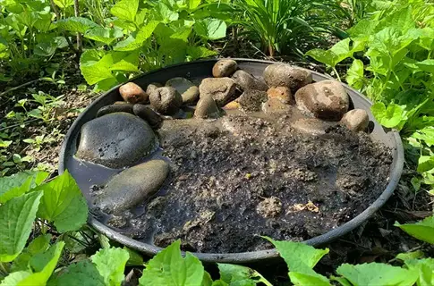 butterfly puddling station implementation (step 4): shallow dish with mud, water, and rocks surrounded by green foliage to attract butterflies