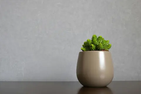 cactus centered in a new beige pot against gray textured wall