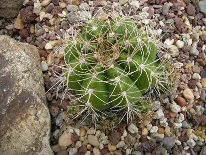 cactus offsets propagation: healthy green barrel cactus with multiple pups growing from base among colorful gravel rocks