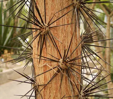 cactus spines radiating from areoles on woody stem, long dark spines with blurred garden background