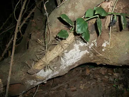 cactus stem cutting attached to tree trunk in forest: spiny segment with green leaves growing naturally among branches and foliage