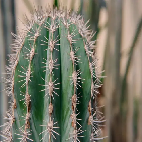 cactus thorns closeup: sharp spines densely covering green segmented stems in natural desert environment