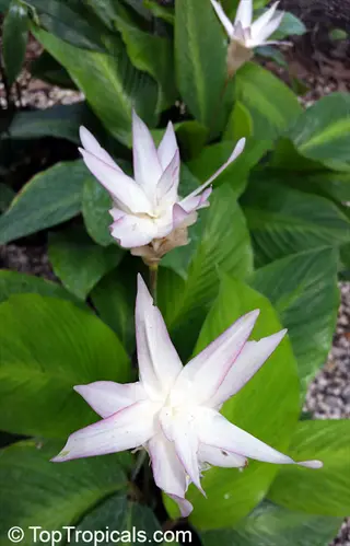 calathea fun star plant with large green leaves and striking white flowers featuring pink edges