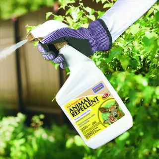 capsaicin pepper spray garden application: hand in glove spraying bonide hot pepper wax animal repellent on foliage to deter deer/rabbits