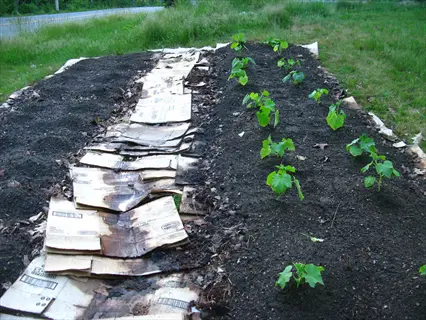 cardboard mulch garden bed with young plants growing in soil rows, grass borders, and road background