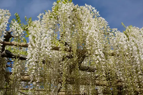 cascading white wisteria flowers on wooden pergola under clear blue sky