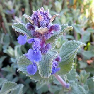 catmint nepeta with blue flowers and fuzzy green leaves