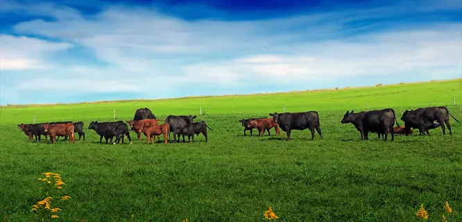 cattle grazing in a sunlit bahia grass pasture under a partly cloudy blue sky