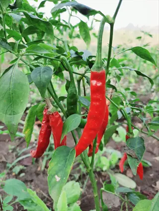 cayenne long thin pepper plant with ripe red and unripe green peppers growing in an outdoor garden, surrounded by lush green foliage