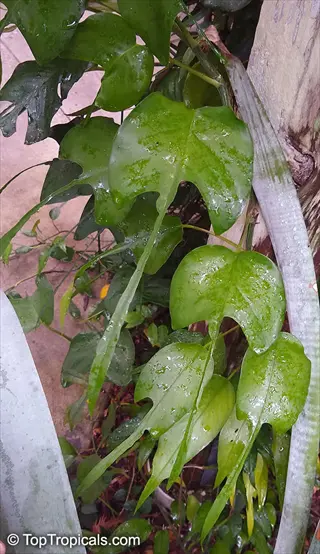 cebu blue pothos (epipremnum pinnatum 'cebu blue') showcasing its glossy lobed green leaves with elongated tips