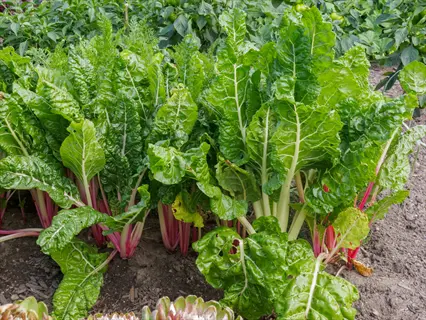 chard plant spacing: mature swiss chard plants with large green leaves and prominent red stems growing in a row, demonstrating proper spacing between plants in a garden bed