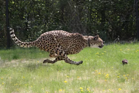 cheetah running at high speed across a sunlit grassy field with yellow flowers and distant trees