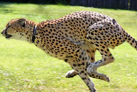 cheetah running on grassy field with visible collar text 'cheetah', fence in background. cheetah running grassland