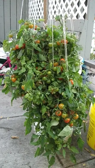 cherry tomatoes hanging basket with green and ripe tomatoes, resembling tumbler hybrid variety