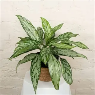 chinese evergreen aglaonema in woven basket pot on white pedestal against plain white brick wall, showcasing broad green and silver variegated leaves