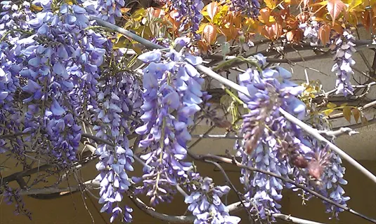 chinese wisteria blooming with cascading purple flower clusters on woody branches