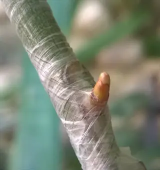 chip budding closeup: wrapped bud graft on fruit tree branch with new growth emerging