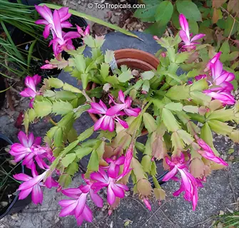christmas cactus blooming with vibrant pink flowers in a terracotta pot outdoors