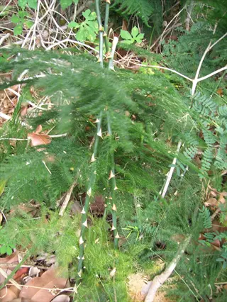 climbing asparagus fern (asparagus falcatus) with green feathery foliage and thorny stems in a natural habitat