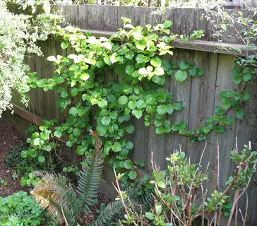 climbing hydrangea (h. petiolaris) with large green leaves scaling a weathered wooden fence wall, surrounded by lush garden ferns and shade plants