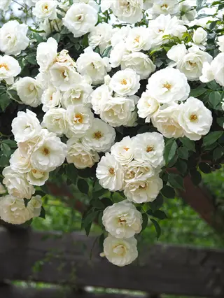 climbing iceberg white rose cascade with lush green foliage