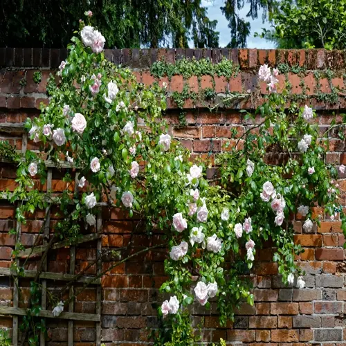 climbing roses on wooden trellis against brick garden wall