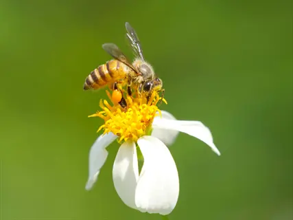 close-up of a bee collecting pollen from a white daisy with yellow center, illustrating flower bee pollination in a natural setting