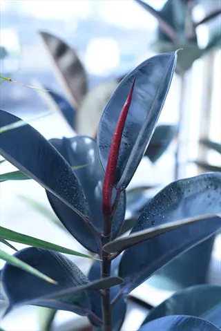 close-up of a belize rubber plant showcasing large, dark green leaves with reddish undertones and a prominent red new growth stem indoors