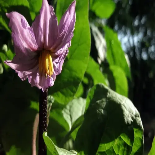 close-up of a blooming eggplant flower with purple petals and yellow stamens, surrounded by lush green leaves in an eggplant container garden