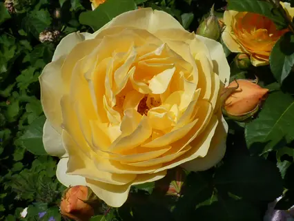 close-up of a blooming graham thomas yellow rose with buds and green foliage
