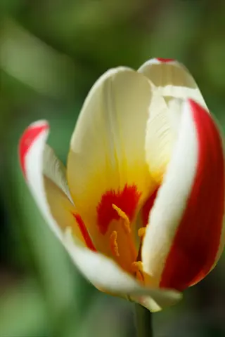 close-up of a blooming kaufmanniana tulip with white petals, red stripes, and yellow-red center