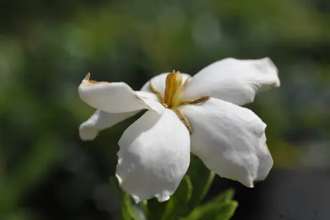 close-up of a blooming kleims hardy gardenia flower