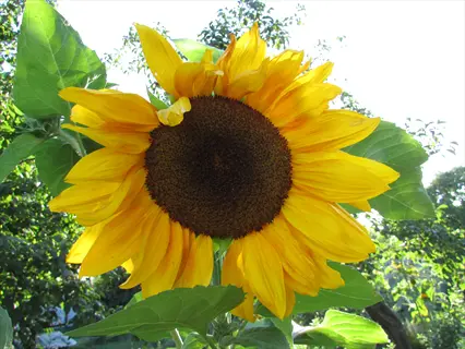 close-up of a blooming mammoth russian sunflower with vibrant yellow petals and dark center, surrounded by green foliage