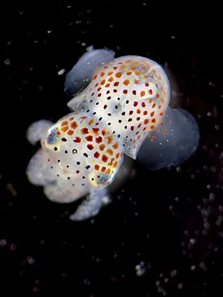 close-up of a bobtail squid with vibrant spotted pattern, showcasing bioluminescence symbiosis in dark ocean waters