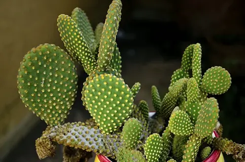 close-up of a bunny ear cactus (opuntia microdasys) with green segmented pads covered in yellow spines, planted in a colorful pot