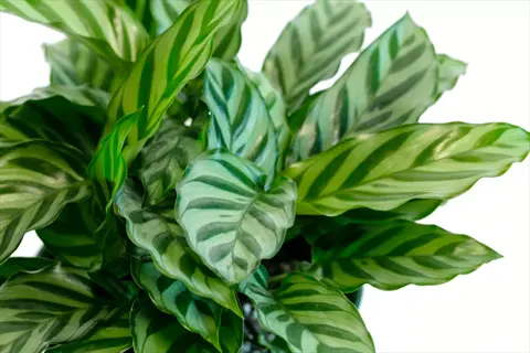 close-up of a calathea freddie plant showcasing its distinctive green and white striped leaves