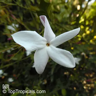 close-up of a catalonian jasmine flower with delicate white petals and green foliage background