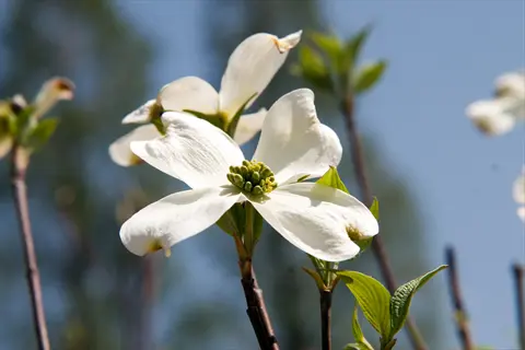 close-up of a cherokee princess dogwood flower with white petals and green center against a blurred natural background