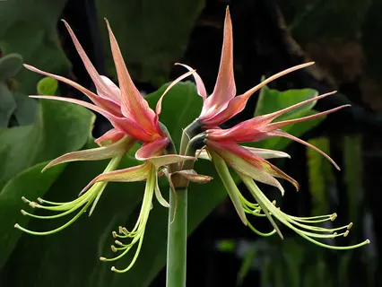 close-up of a cybister amaryllis flower with pink petals and long green stamens against dark foliage