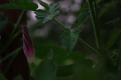 close-up of a flying saucers morning glory bud among dewy green foliage