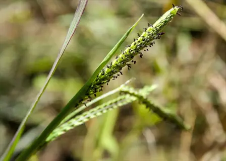 close-up of a goosegrass lawn weed plant with green seed heads covered in small black seeds