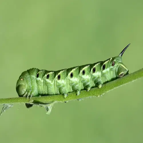 close-up of a green tomato hornworm caterpillar with black spots and a prominent horn, perched on a plant stem