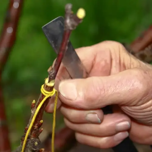 close-up of a hand grafting a fruit tree branch with a knife and yellow tying material
