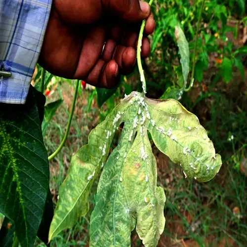 close-up of a hand holding a plant leaf covered in white cottony mealybugs, with green foliage background