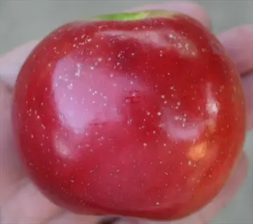 close-up of a hand holding a red enterprise apple fruit with white speckles