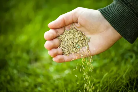 close-up of a hand holding and dispersing grass seeds during planting on a vibrant green lawn