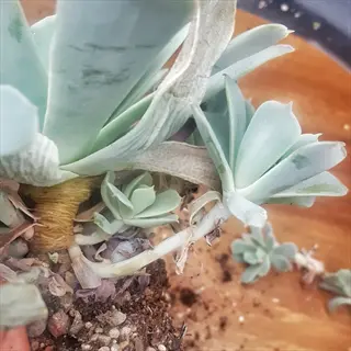 close-up of a hand near echeveria succulent base - demonstration for removing succulent leaf stem using clean twist technique