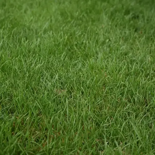 close-up of a healthy fescue grass lawn with dense green blades