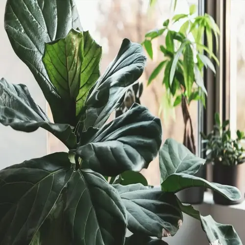 close-up of a healthy fiddle leaf fig plant with large glossy green leaves, surrounded by other potted houseplants near a sunlit window